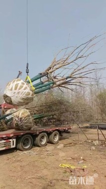 高度700厘米丛生五角枫