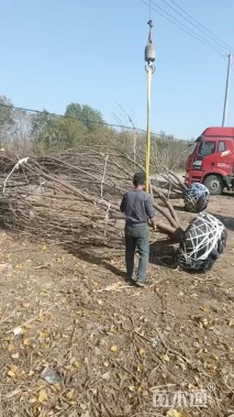 高度600厘米丛生五角枫