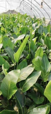 高度60厘米天堂鸟