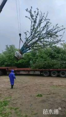 80公分(5杆)丛生朴树