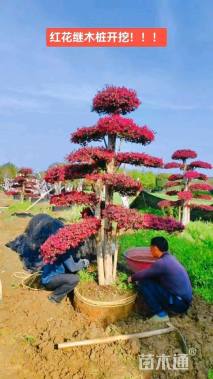 12公分造型红花继木桩