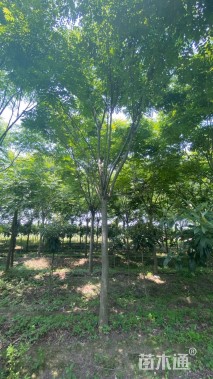 15公分黄山栾树