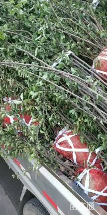 高度2000厘米贴梗海棠