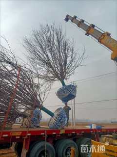 18公分绚丽海棠