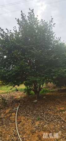 高度450厘米茶梅