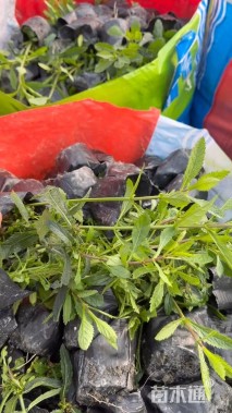 高度15厘米马鞭草