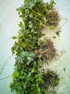 高度20厘米富贵草