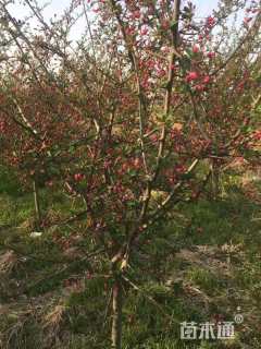 11公分垂丝海棠