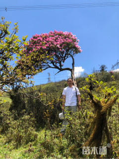 高度400厘米杜鹃