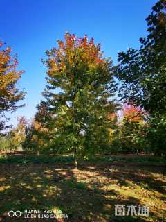 17公分美国红枫