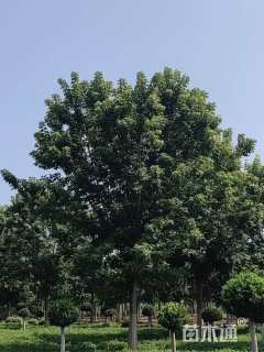 26公分金叶复叶槭