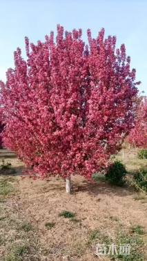 19公分绚丽海棠