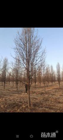 16公分彩叶豆梨