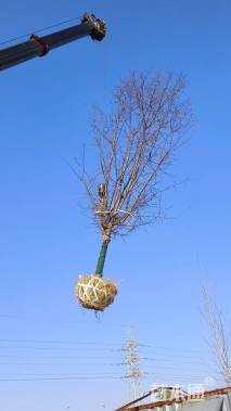 12公分垂丝海棠