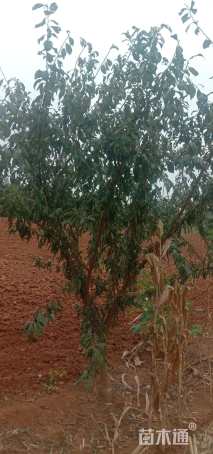 高度1800厘米李子树