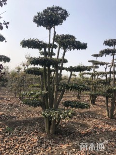 15公分造型大叶女贞