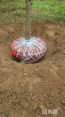 10公分北美海棠