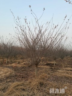 12公分垂丝海棠