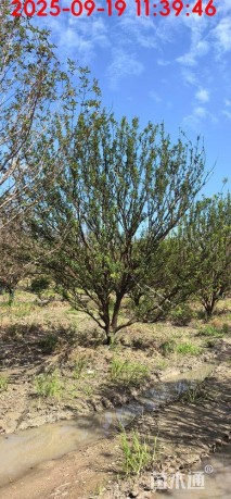 高度350厘米砂糖桔