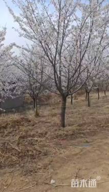 20公分染井吉野樱