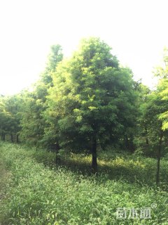 16公分北美落羽杉