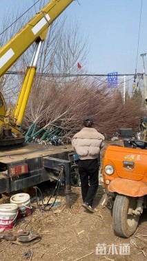 10公分美国红枫