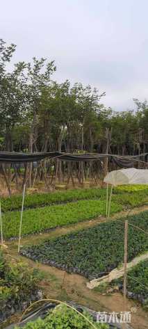 10公分丛生朴树