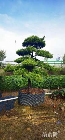 16公分台湾罗汉松