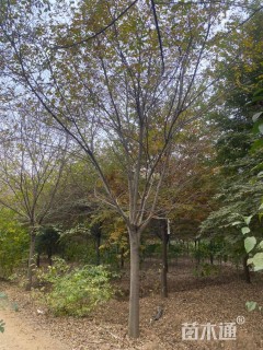 20公分朴树