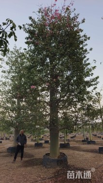 38公分大腹木棉