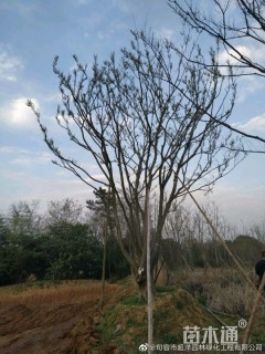 55公分丛生朴树