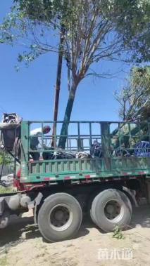 18公分大叶女贞