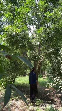 高度500厘米丛生大叶女贞