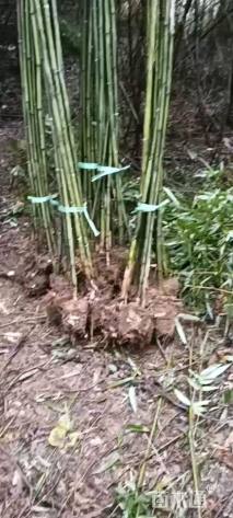地栽苗刚竹