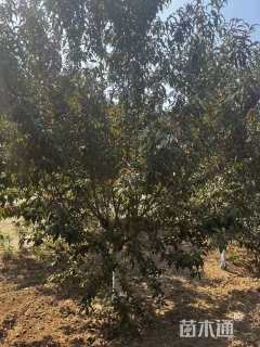 10公分青叶碧桃