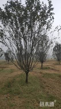 16公分西府海棠