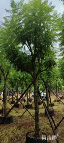 蓝花影联系18566326632