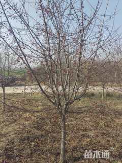 高度450厘米皇家雨点海棠
