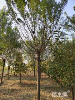 14公分速生国槐