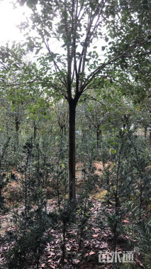 10公分大叶女贞