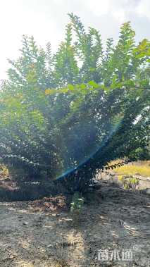 高度300厘米丛生紫薇