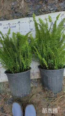 高度40厘米肾蕨