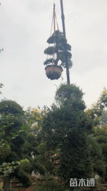 20公分造型榆树