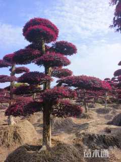 高度400厘米红花继木
