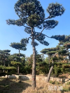 高度600厘米油松