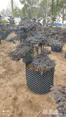 15公分造型红花继木桩