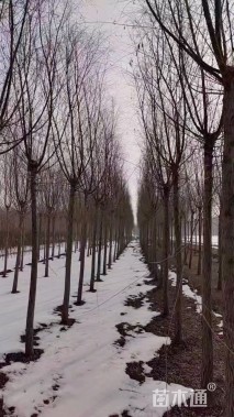 10公分西湖垂柳