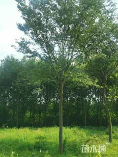 15公分榉树