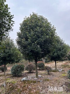 18公分红叶石楠