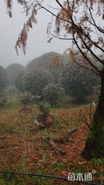 冠幅250厘米红叶石楠球